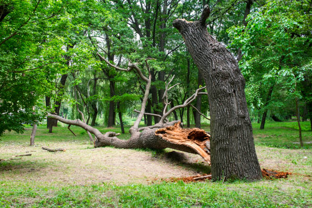 How Our Tree Care Process Works  in  Maxwell, CA
