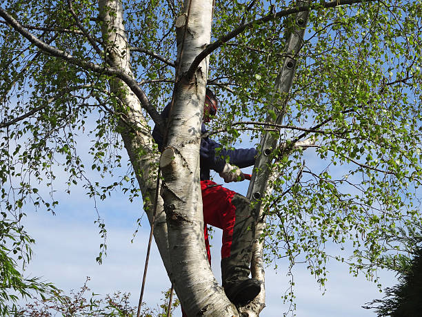 Trusted Maxwell, CA Tree Care Experts