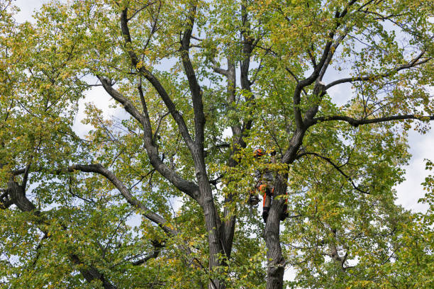 Leaf Removal in Maxwell, CA